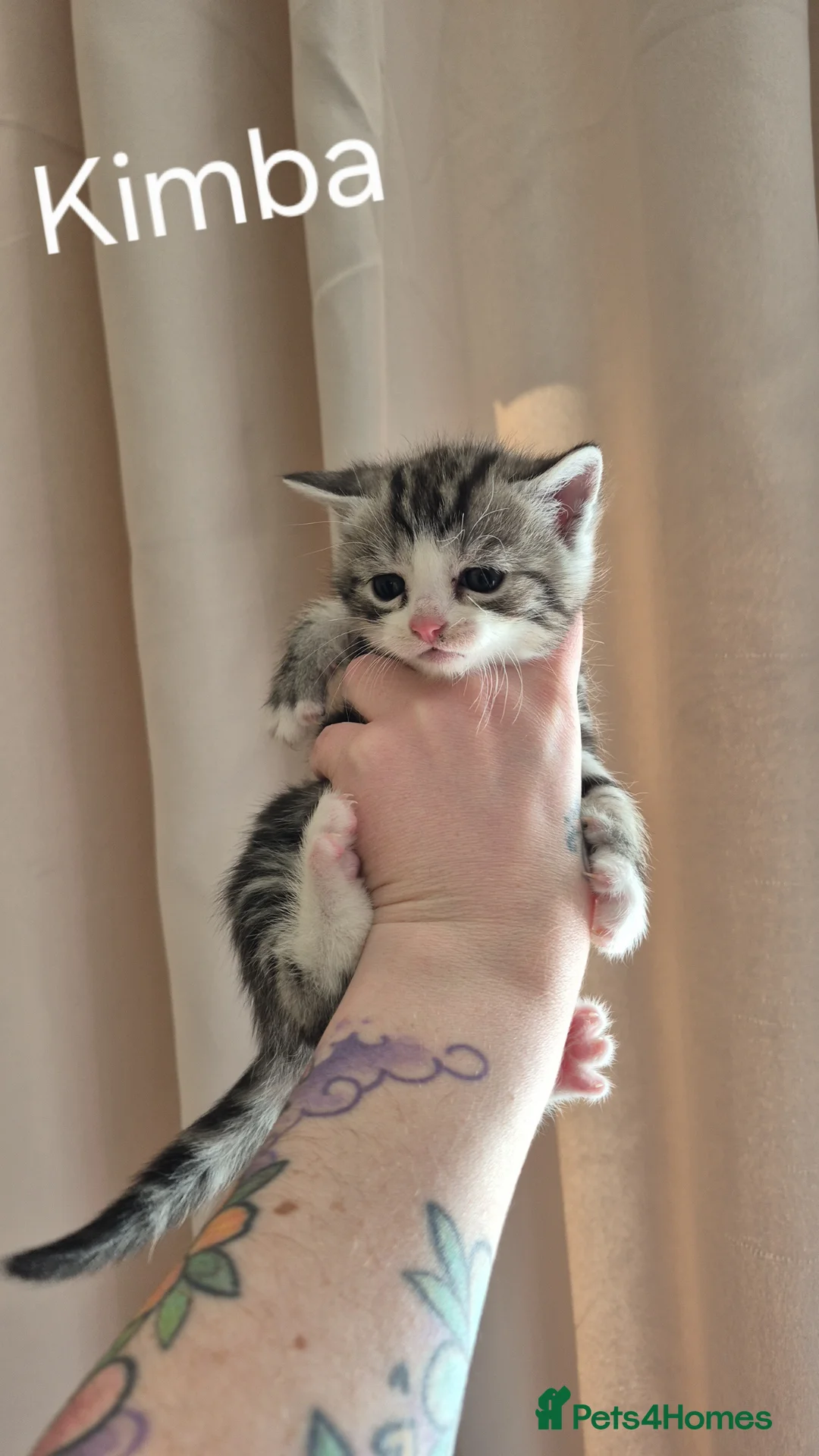 Mixed Breed cats for sale: Male kittens  - Advert 2