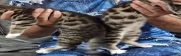Bengal cats for sale: Beautiful Bengal × British Shorthair Kittens in Huddersfield - Advert 4