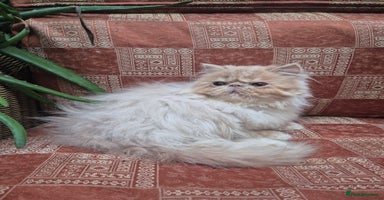 Persian cats 💙READY NOW💙🏆Champion sired Persian boy💙 😸  - Advert 3