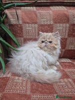 Persian cats 💙READY NOW💙🏆Champion sired Persian boy💙 😸 - Advert 6