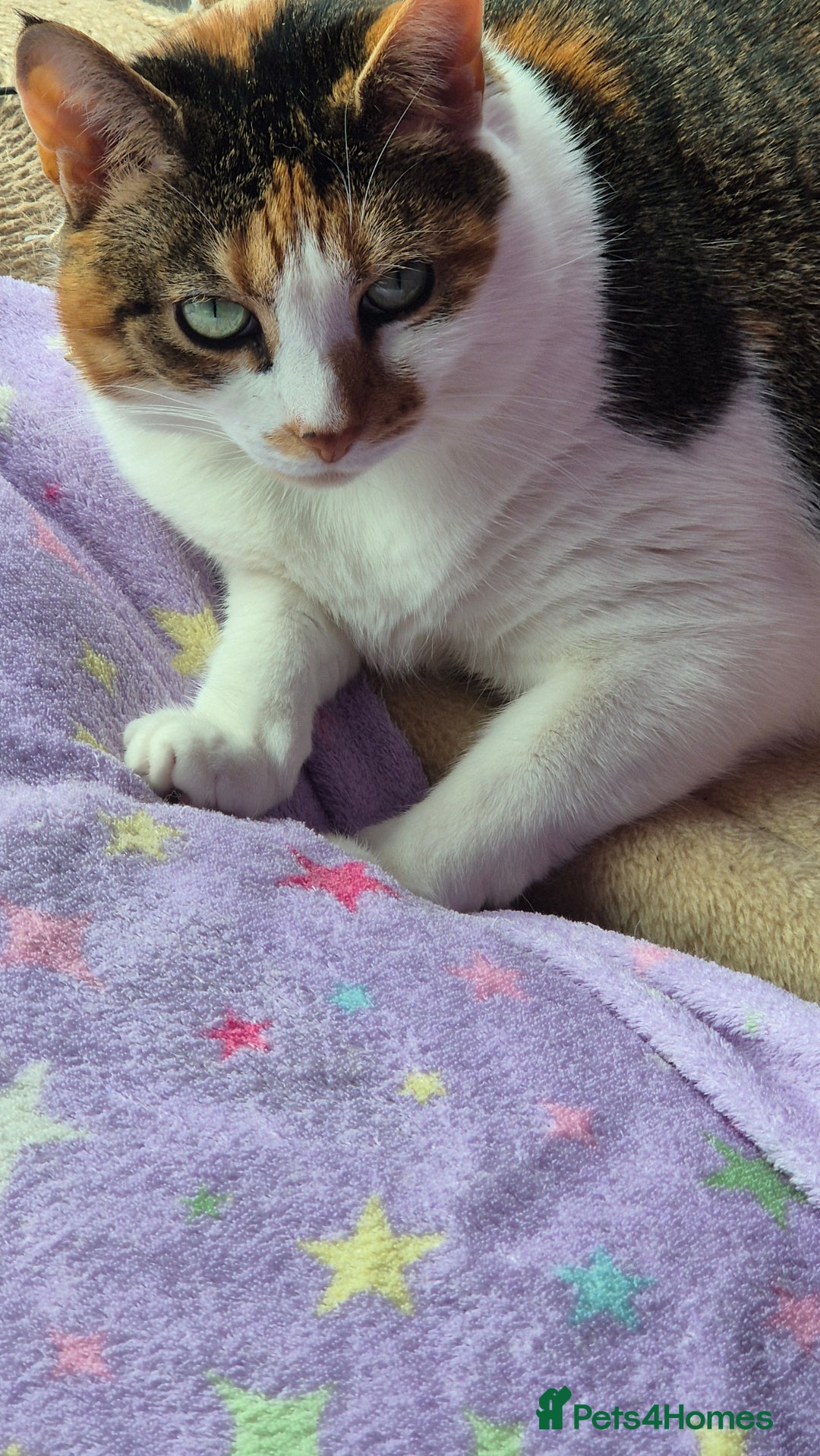 Mixed Breed cats for sale: Mimi  - Image 7