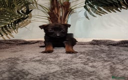 Belgian Shepherd Dog dogs for sale: Stunning Belgian Mali Pups - Image 18