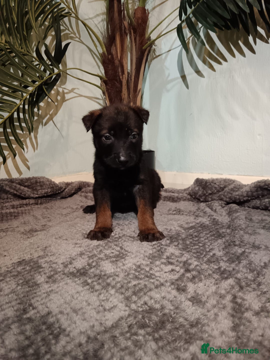 Belgian Shepherd Dog dogs for sale: Stunning Belgian Mali Pups - Image 18