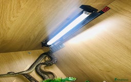 Python Snake reptiles for sale: Morelia bredli python male  - Image 6