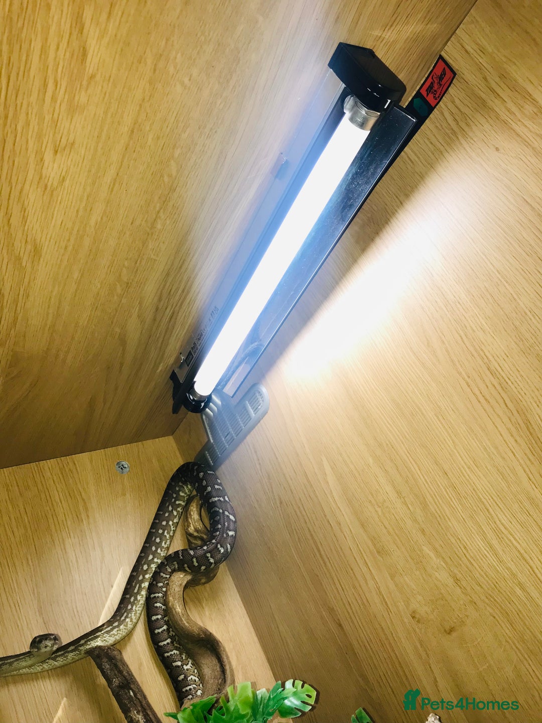 Python Snake reptiles for sale: Morelia bredli python male  - Image 6