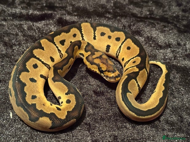 Python Snake reptiles - Advert 14