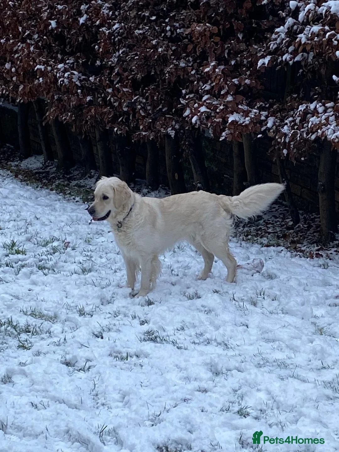 Golden Retriever dogs for sale: Adorable KC Registered Golden Retriever Pups - Advert 7