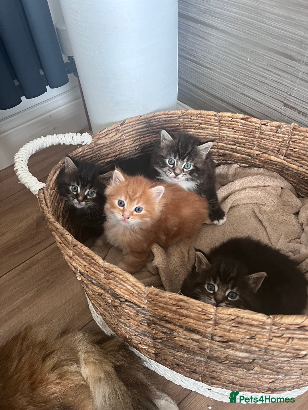 Maine Coon cats for sale: Maine Coon Boys for sale - Image 8