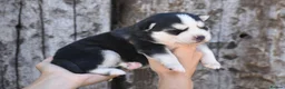Pomsky dogs for sale: Genuine Celtic Star F3 Pomskies Available  - Advert 21