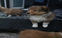 Shetland Sheepdog dogs for sale: Shetland sheepdog puppy - Image 2