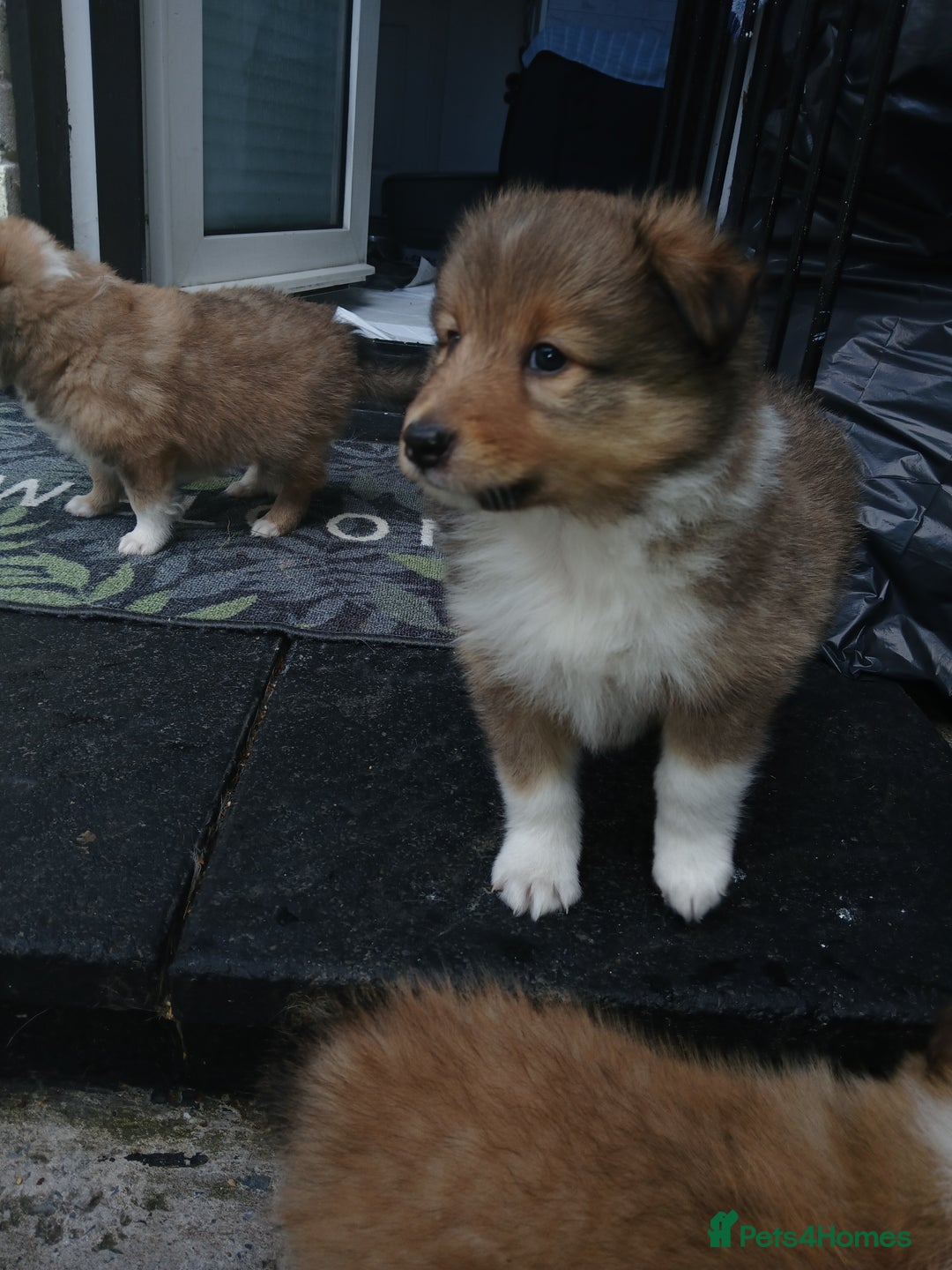 Shetland Sheepdog dogs for sale: Shetland sheepdog puppy - Image 2