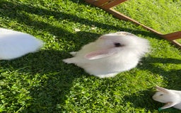 Mixed Breed rabbits for sale: Baby male rabbit ready now - Image 2