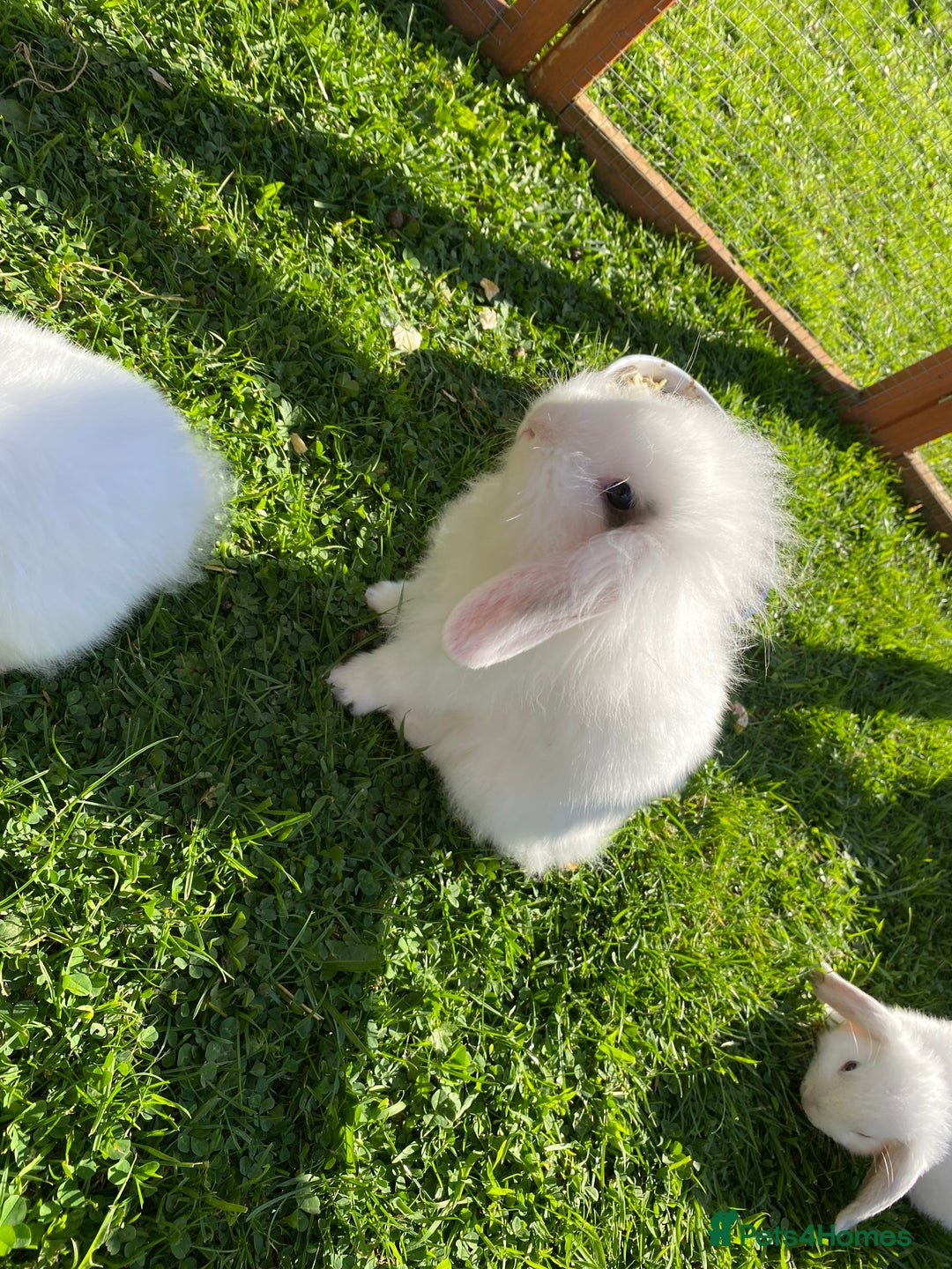 Mixed Breed rabbits for sale: Baby male rabbit ready now - Image 2