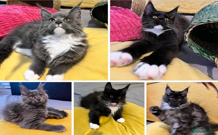 Maine Coon cats - Advert 5