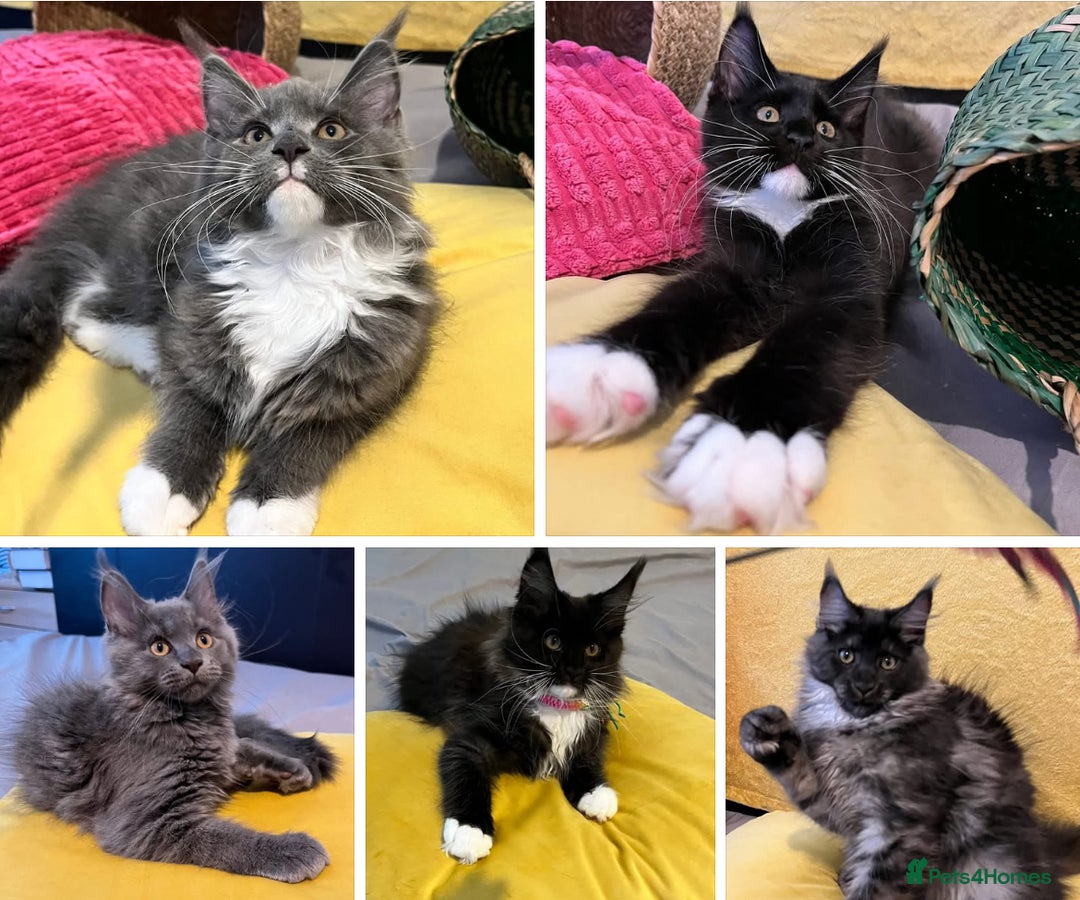 Maine Coon cats for sale: GCCF active / domestic Maine Coon  - Image 1