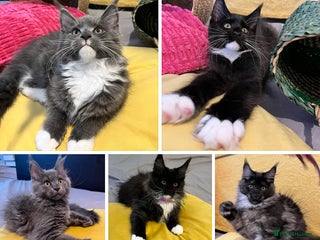 Maine Coon cats - Advert 9