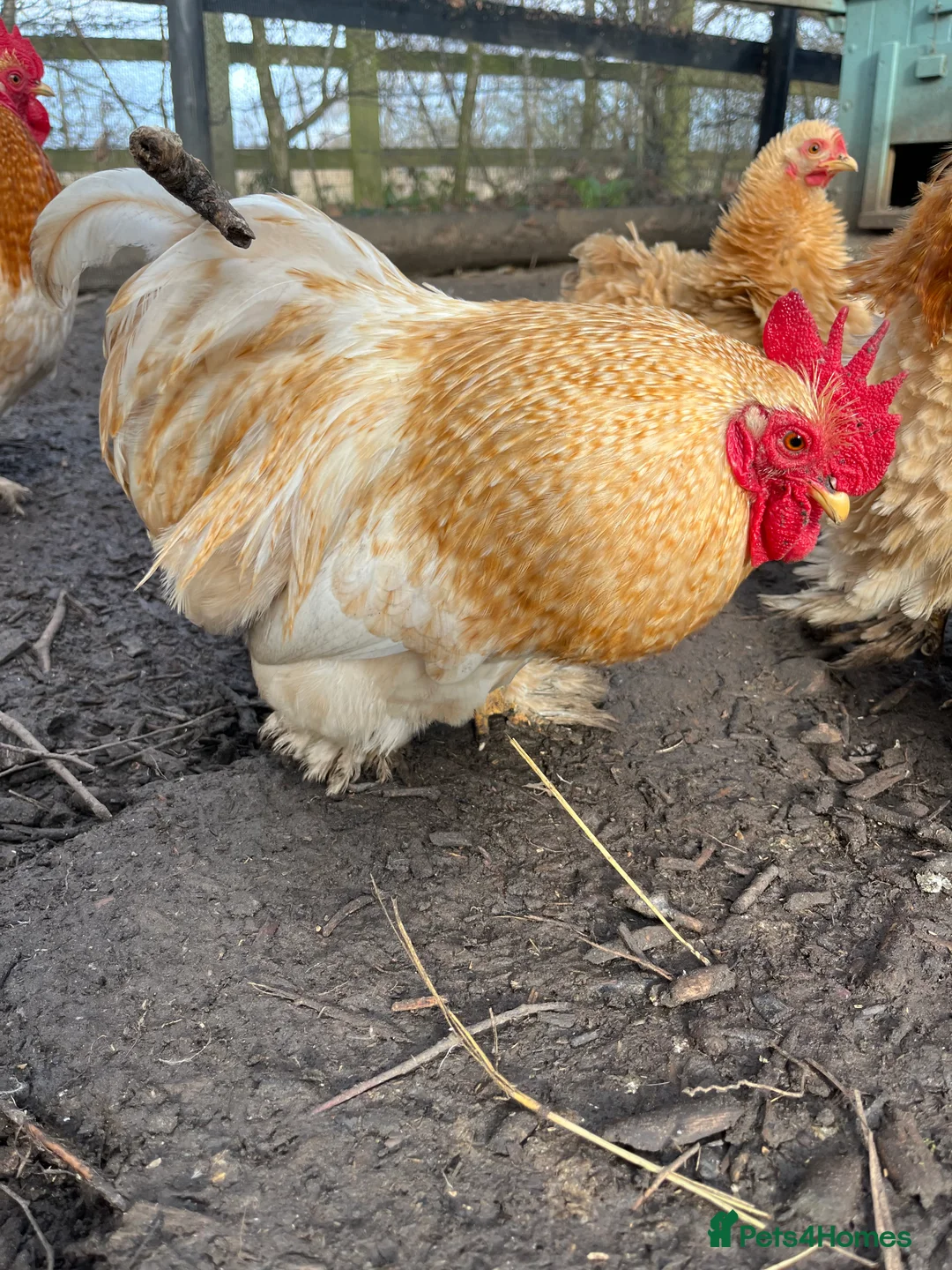 Chickens poultry for sale: Bantam cockerels: free to good home  - Advert 2