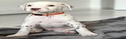 Dalmatian dogs for sale: Dalmation Puppies - Advert 15