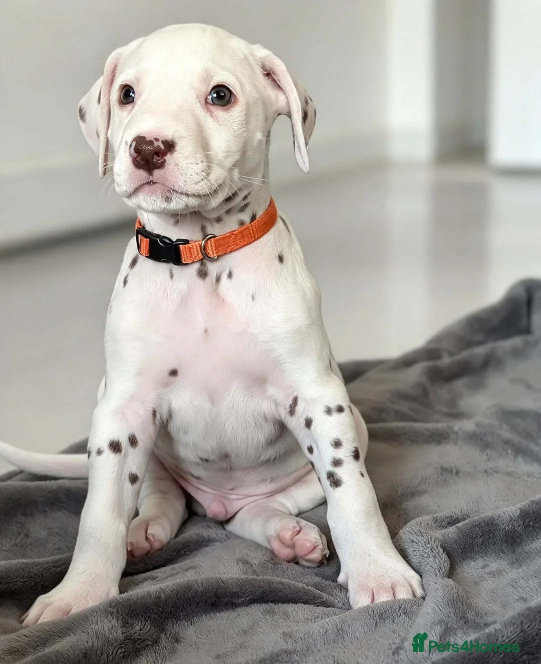 Dalmatian dogs for sale: Dalmation Puppies - Advert 15
