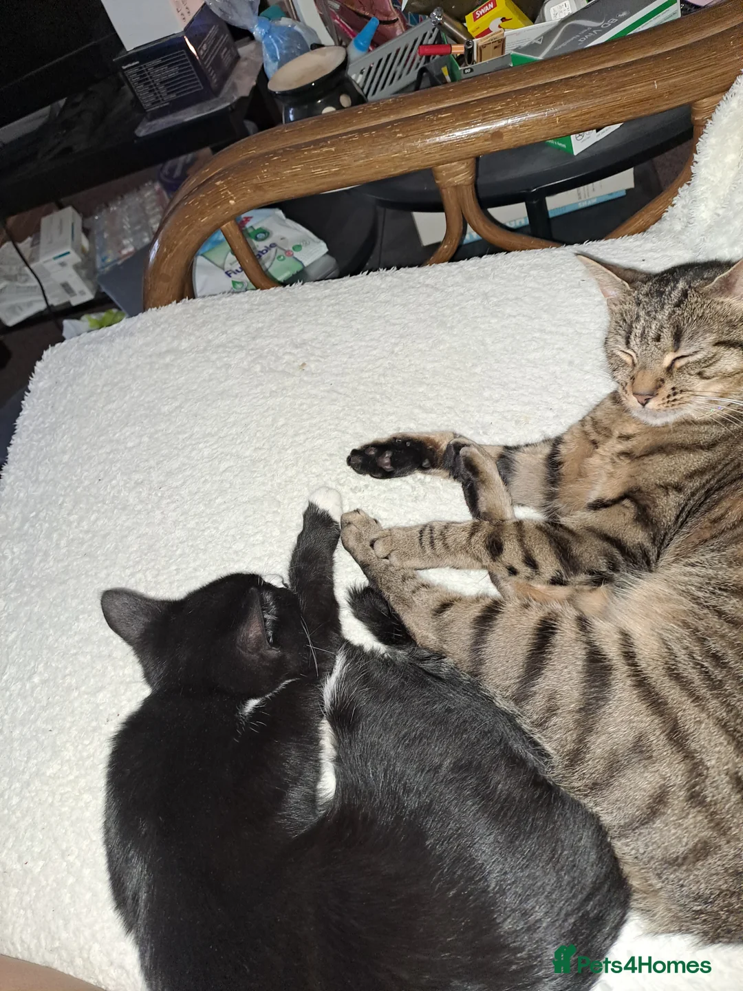 Mixed Breed cats for sale: Sweetest kitten with green eyes needs a home. - Advert 5