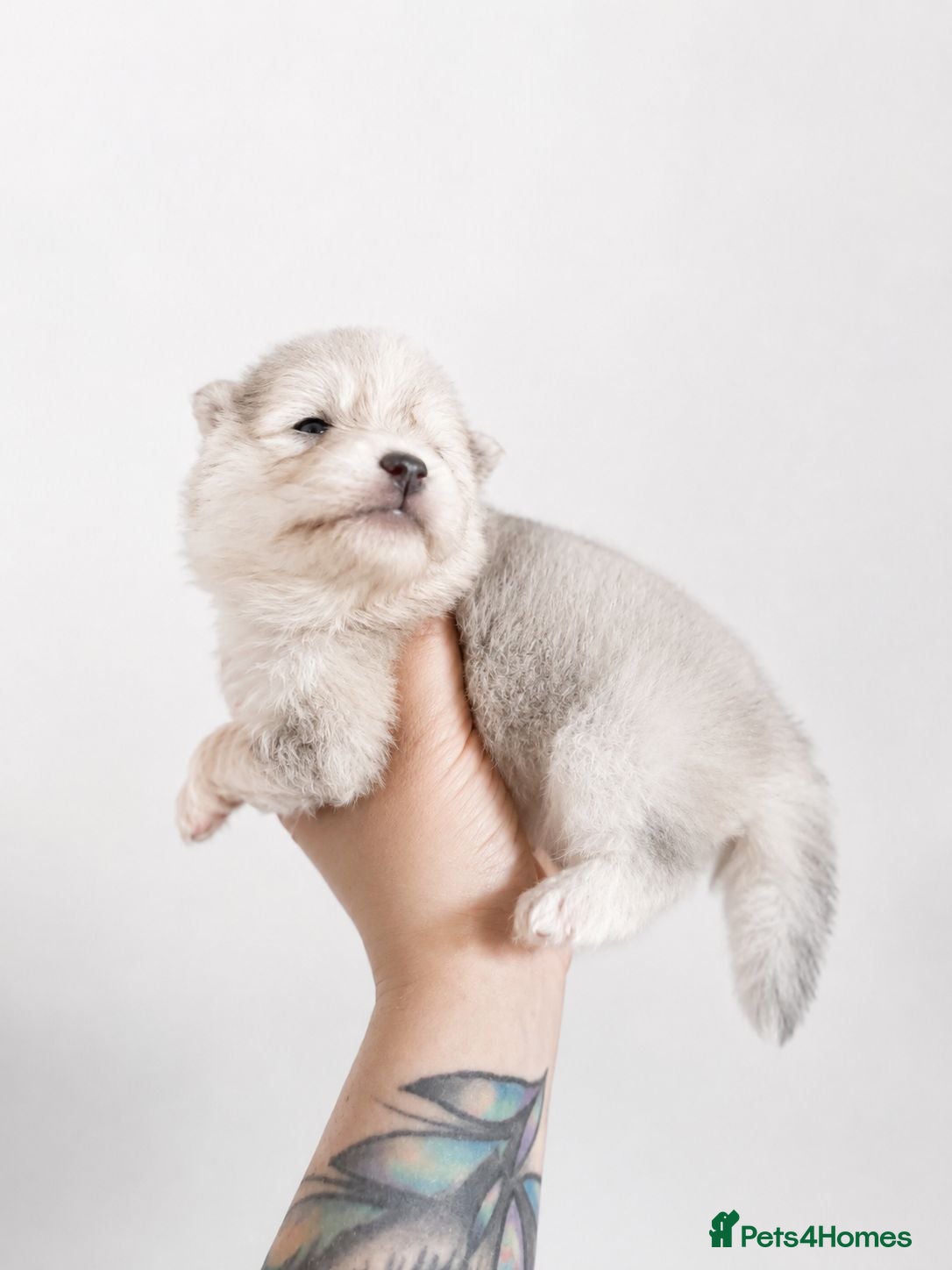 Pomsky dogs Pomsky Puppies - Advert 2