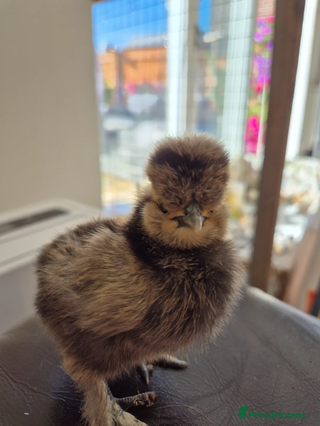 Chickens poultry for sale: Chickens - hatching eggs and chicks - Advert 5