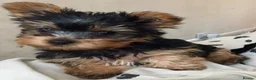 Yorkshire Terrier dogs for sale: Miniature Yorkshire terrier puppies  - Advert 1