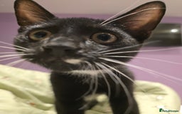 Domestic Shorthair cats for sale: 🐾Fully Vaccinated microchipped kitten BOY🐾 - Image 21