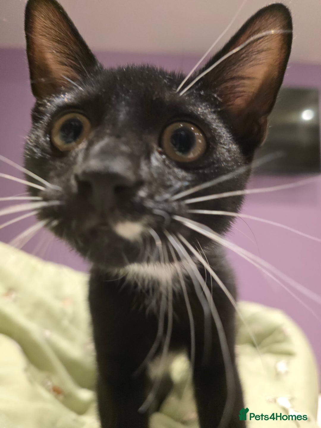 Domestic Shorthair cats for sale: 🐾Fully Vaccinated microchipped kitten BOY🐾 - Image 21