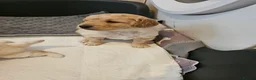 Cockapoo dogs for sale: 🐾 Hello, dear animal lovers! 🐾   - Advert 23