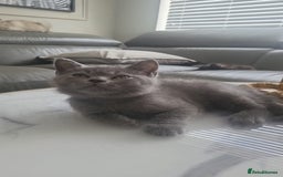 British Shorthair cats for sale: Two Blue British Short Hair Kittens  - Image 8