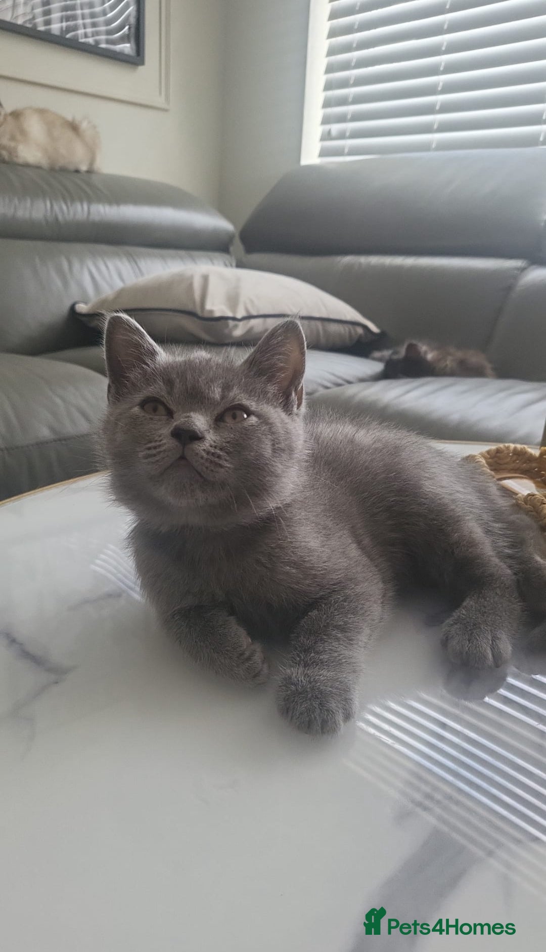 British Shorthair cats for sale: Two Blue British Short Hair Kittens  - Image 8