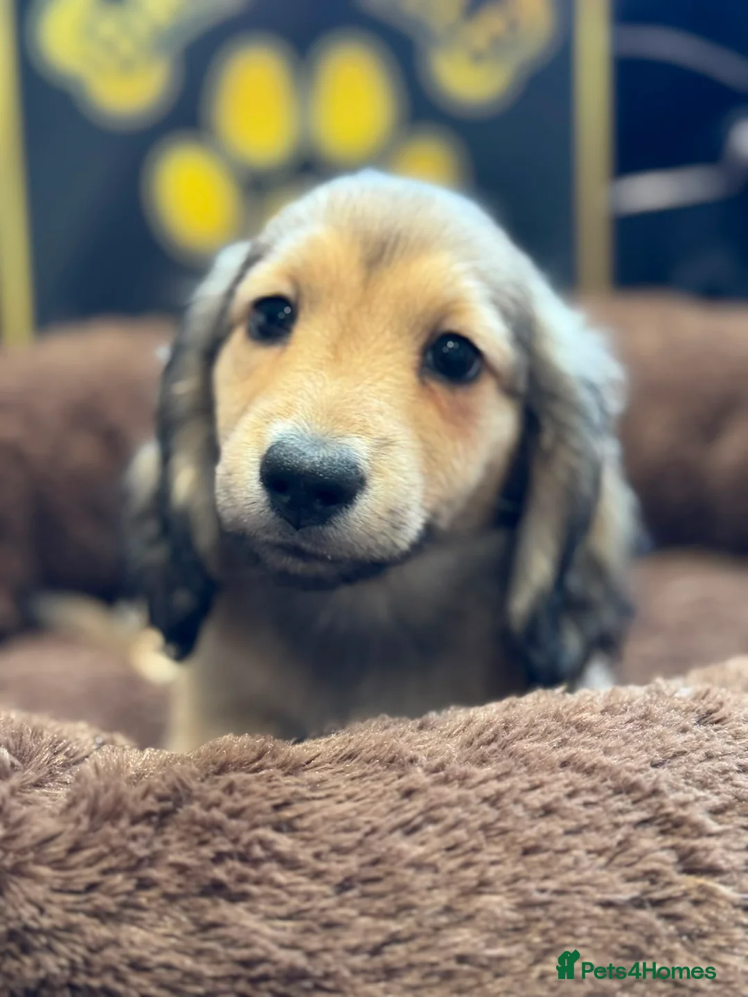 Miniature Dachshund dogs for sale: Long haired Miniature Dachshund Puppy - Advert 7