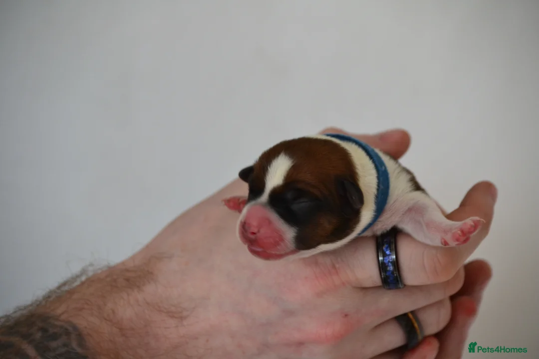 Jack Russell dogs for sale: Traditional Jack Russell  - Advert 16