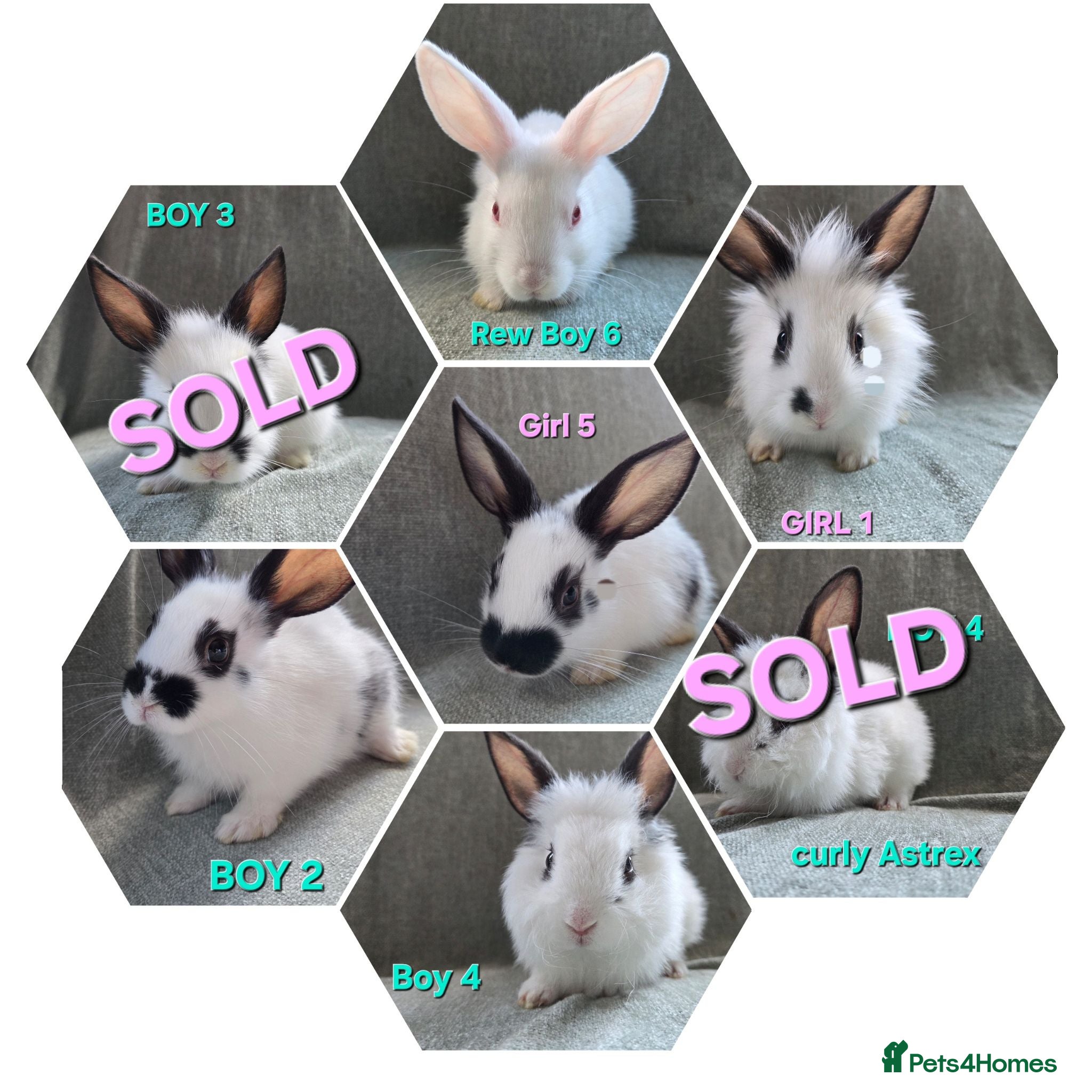 Lionhead rabbits ☆£35 each☆Lion head cross *  - Advert 1