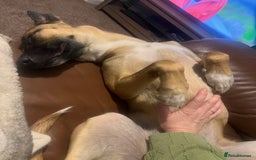 Mixed Breed dogs for sale: Maggie, 11months. Mali/GermanShep X Greyhound - Image 8