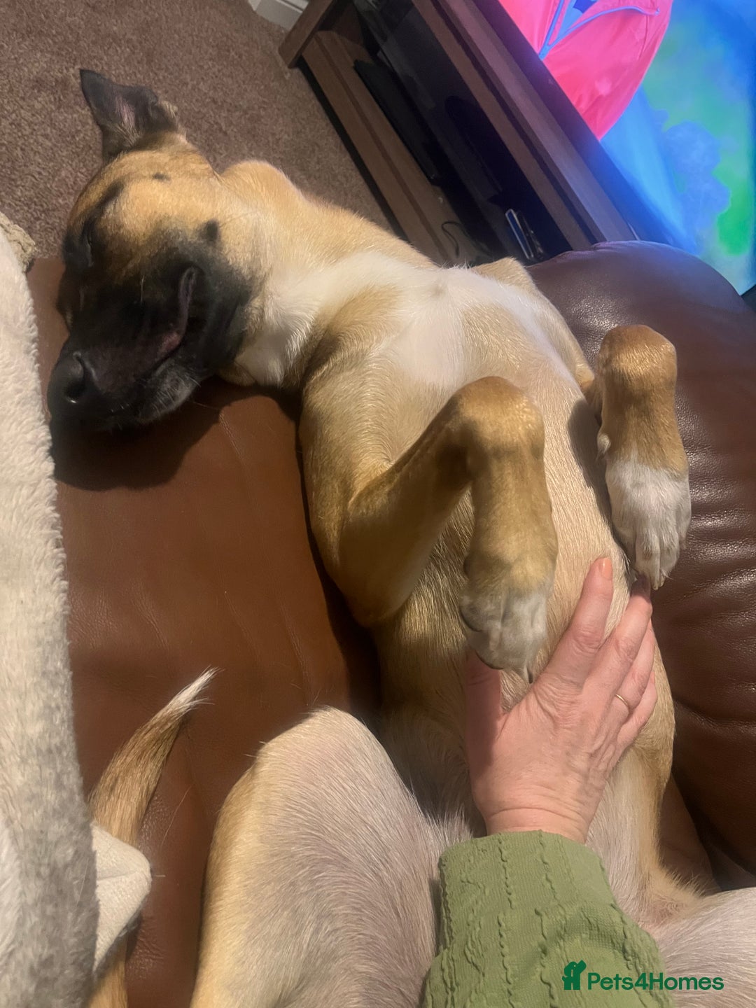 Mixed Breed dogs for sale: Maggie, 11months. Mali/GermanShep X Greyhound - Image 8