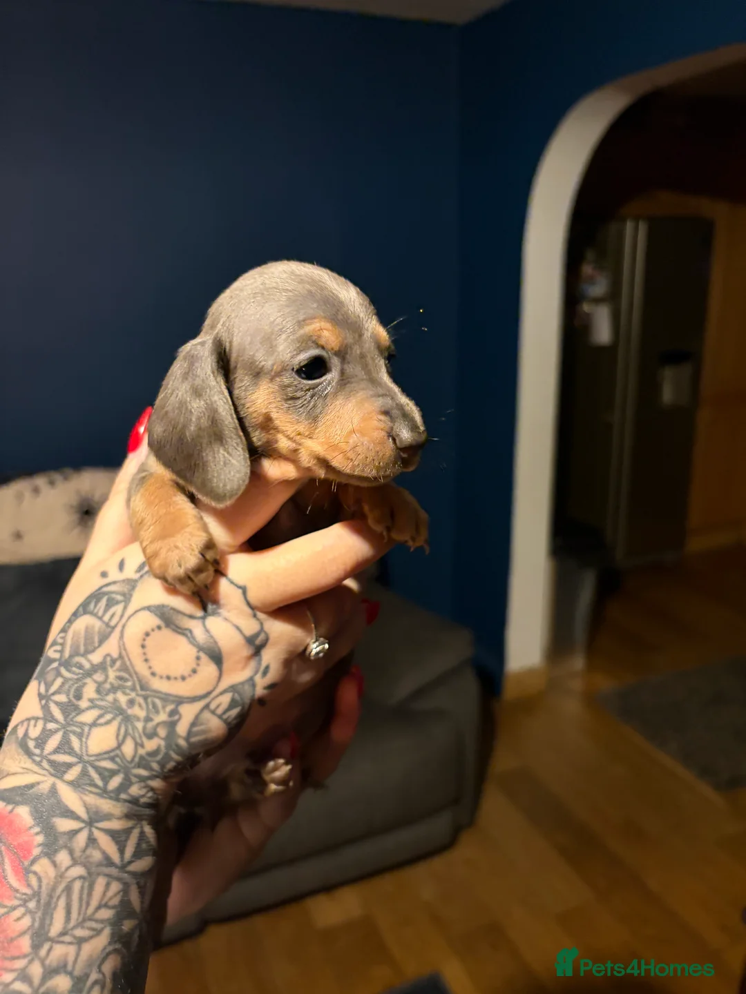 Miniature Dachshund dogs for sale: Miniature long haired Dachshund  - Advert 7