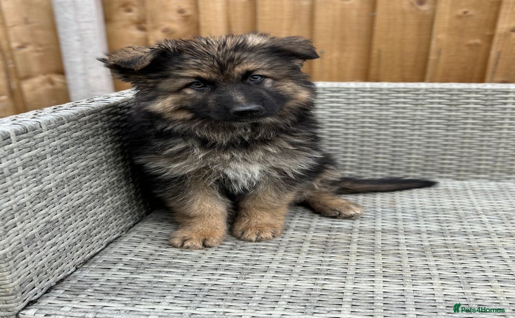 German Shepherd dogs - Advert 1