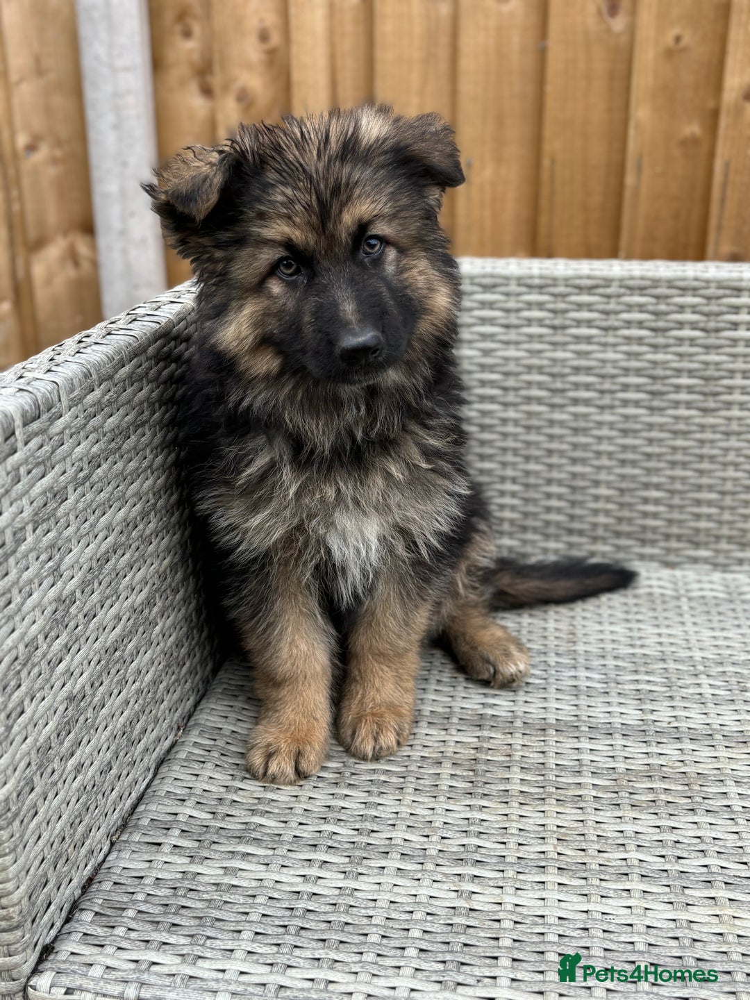 German Shepherd dogs for sale: BIG, CHUNKY German Shepherds! - Image 1