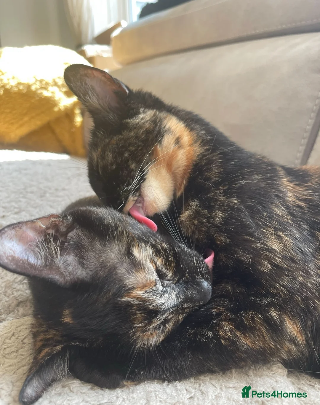 Mixed Breed cats for sale: 2 Tortoise shell female cats  - Advert 3