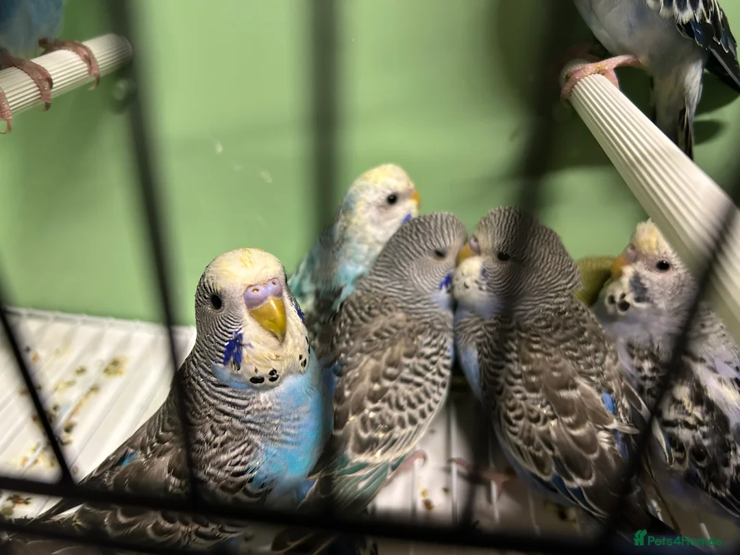 Budgerigars birds for sale: Budgies for Sale  - Advert 1