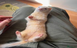 Ferret rodents for sale: White ferret jill looking for a nice home - Image 2