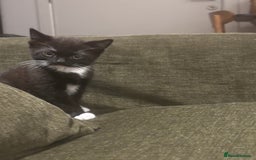 British Shorthair cats for sale: Adorable Tuxedo Kitten – Sweet, Playful & Healthy - Image 1