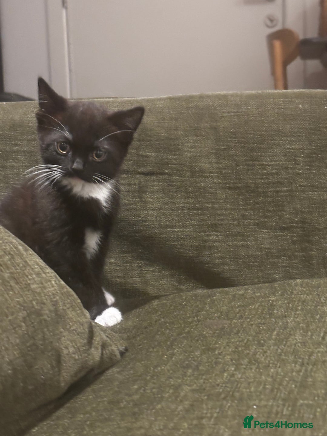 British Shorthair cats for sale: Adorable Tuxedo Kitten – Sweet, Playful & Healthy - Image 1