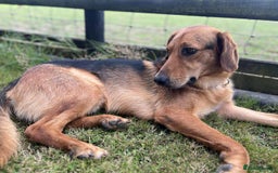 Mixed Breed dogs for adoption: Jeff is looking for the best forever home  - Image 5