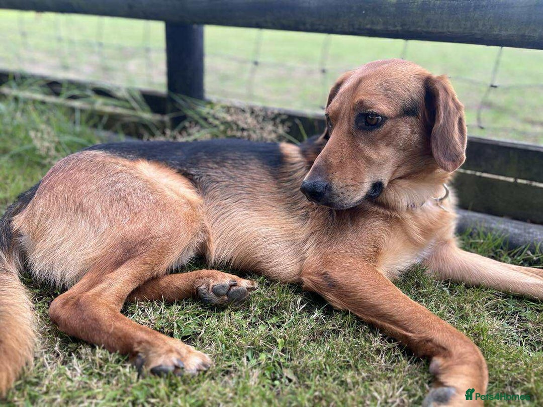 Mixed Breed dogs for adoption: Jeff is looking for the best forever home  - Image 5