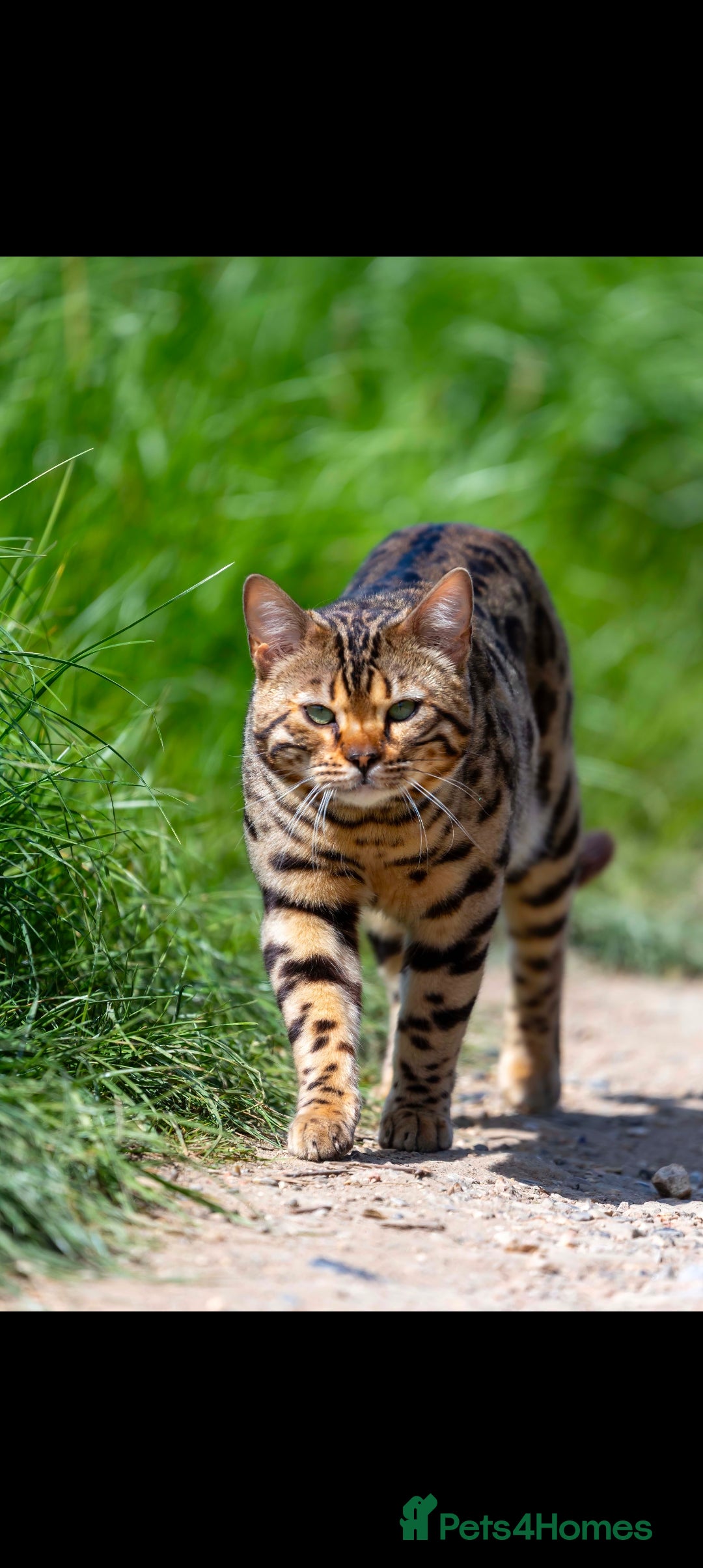 Bengal cats for sale: Stunning Bengal boys  - Image 4