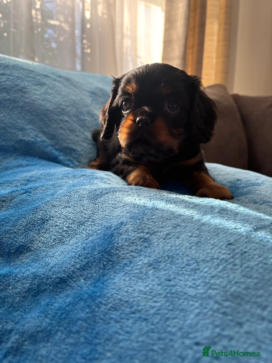 Cavalier King Charles Spaniel dogs for sale: Gorgeous KC Puppies Available  - Advert 17