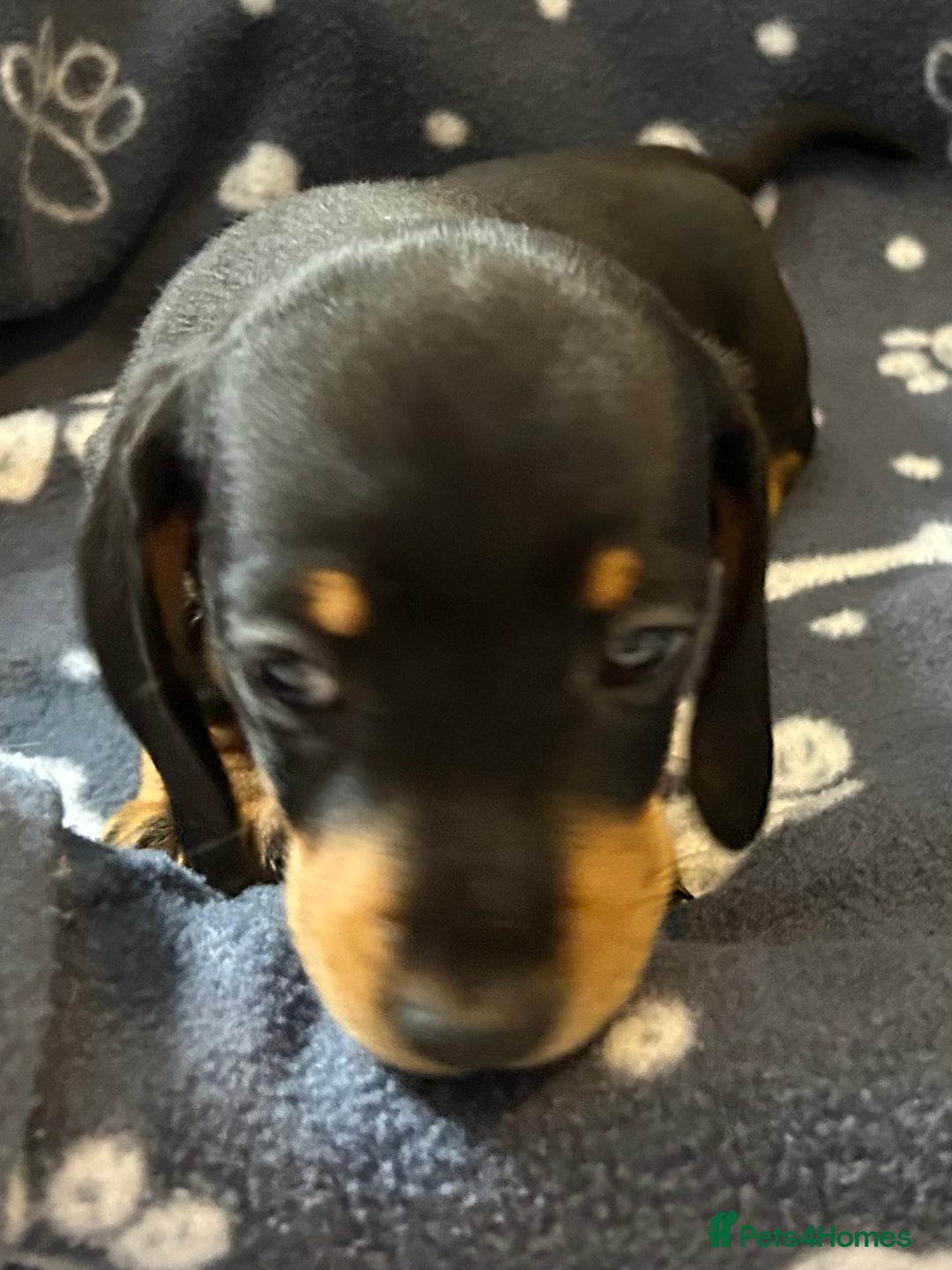 Miniature Dachshund dogs for sale: Stunning Miniature Dachshund Pups - Image 21